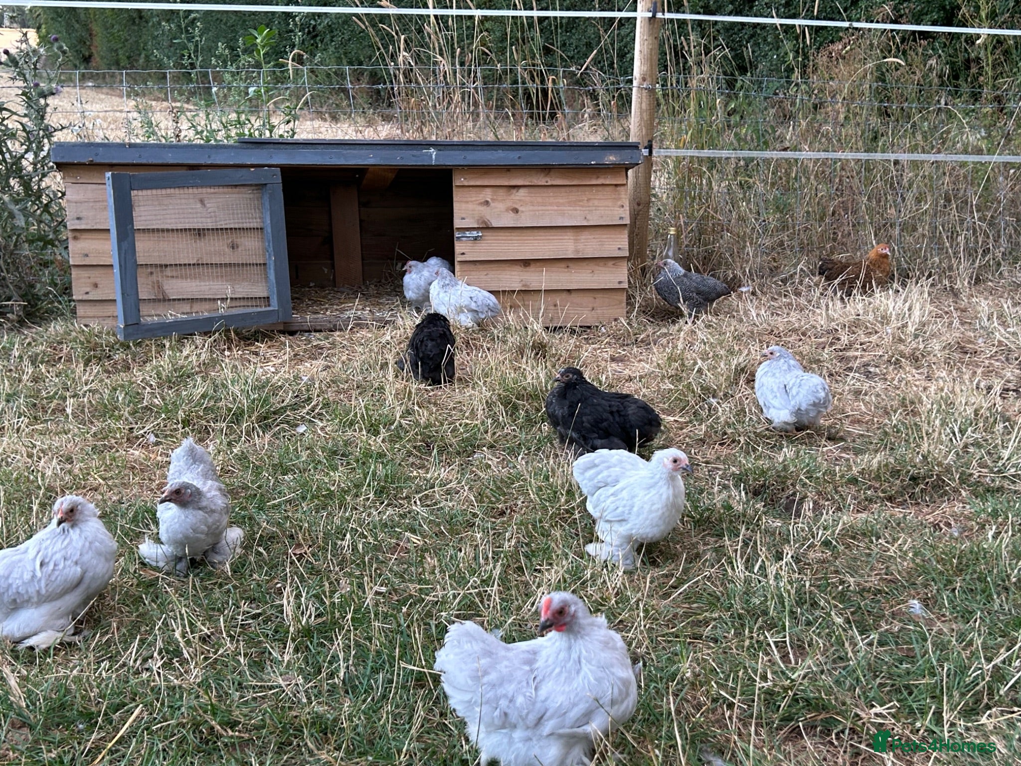 Chickens poultry French Moran/pekin bantam  - Advert 18