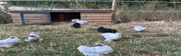 Chickens poultry for sale: French Moran/pekin bantam  - Advert 1