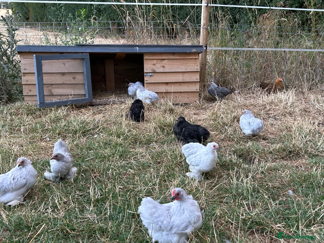 Chickens poultry for sale: French Moran/pekin bantam  - Advert 1