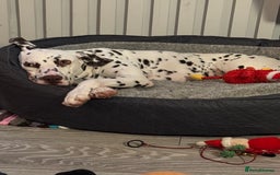 Dalmatian dogs for sale: Liver Dalmatian for sale.  - Image 4