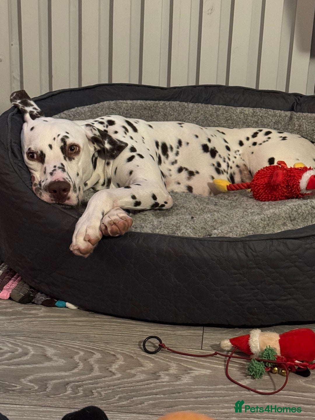 Dalmatian dogs for sale: Liver Dalmatian for sale.  - Image 4