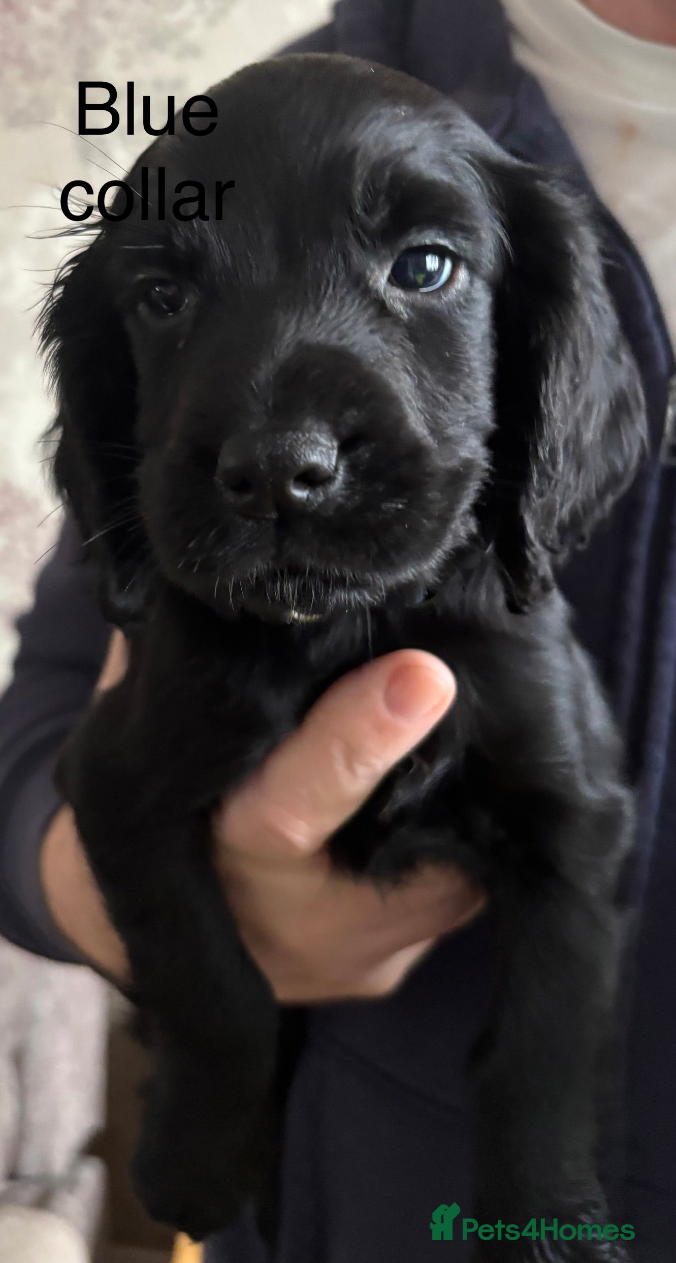 Cocker Spaniel dogs Cocker Spaniel Puppies  - Advert 4