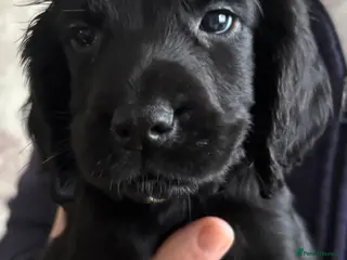 Cocker Spaniel dogs Cocker Spaniel Puppies - Advert 4