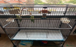 Parakeets birds for sale: Parakeets for sale  - Image 2