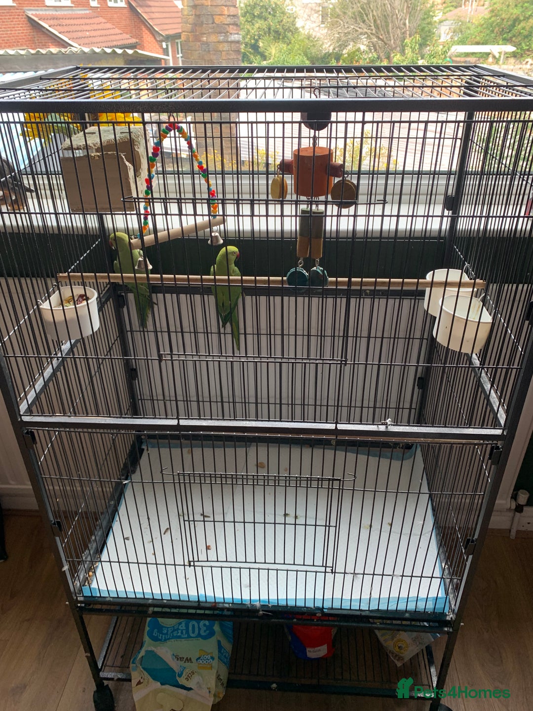 Parakeets birds for sale: Parakeets for sale  - Image 2