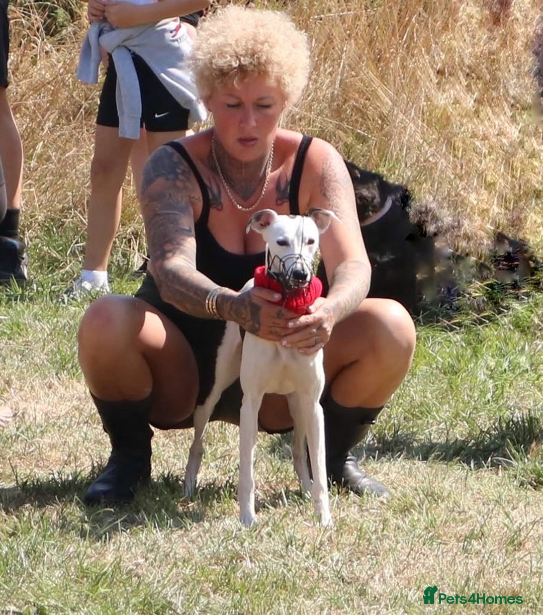 Whippet dogs for sale: Female White & Black Whippet - Advert 10