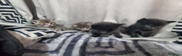 Mixed Breed cats for sale: 4 CUTE KITTENS FOR SALE!  - Advert 12