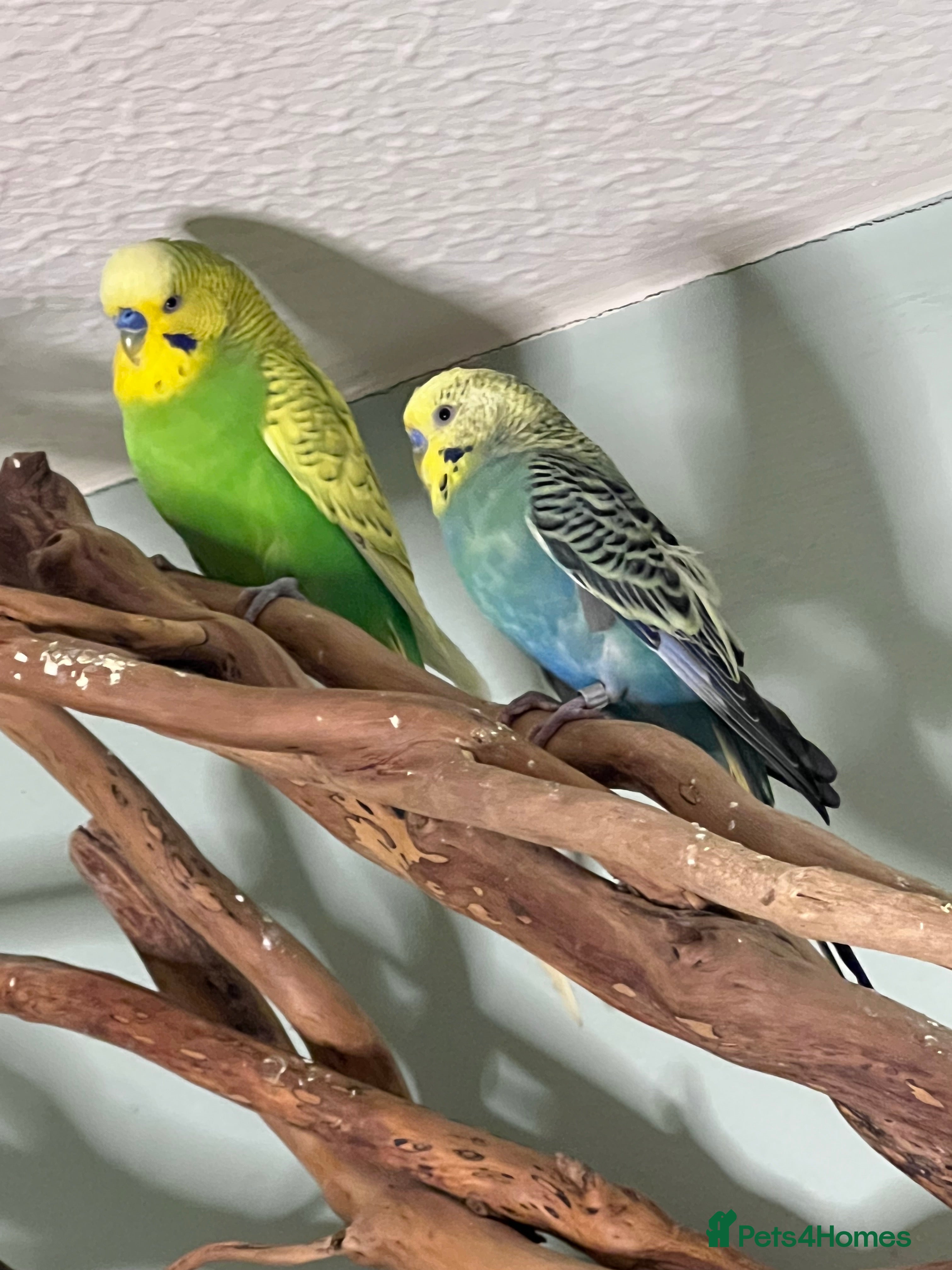 Budgerigars birds Budgies, 2 x male, 🌈 very healthy and playful, - Advert 12