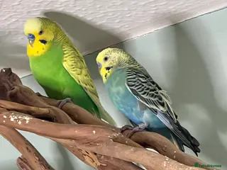 Budgerigars birds Budgies, 2 x male, 🌈 very healthy and playful, - Advert 12