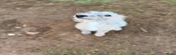 Mixed Breed dogs for sale: REHOMING BEDLINGTON TERRIER X LURCHER 4 months old - Advert 3