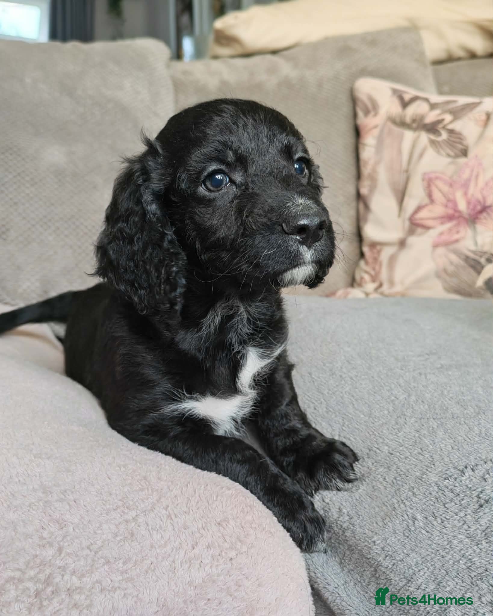 Mixed Breed dogs Beautiful Cockapoo Puppies - Advert 2