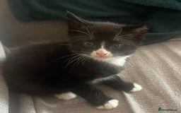 Mixed Breed cats for sale: Mixed breed Kittens - Image 2