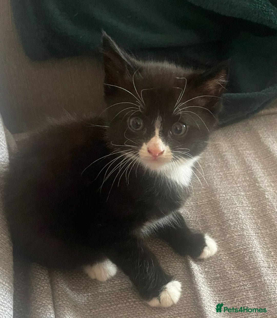 Mixed Breed cats for sale: Mixed breed Kittens - Image 2