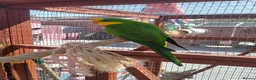 Parakeets birds for sale: TWO MALE BARRABAND / SUPERB PARAKEETS - Advert 7