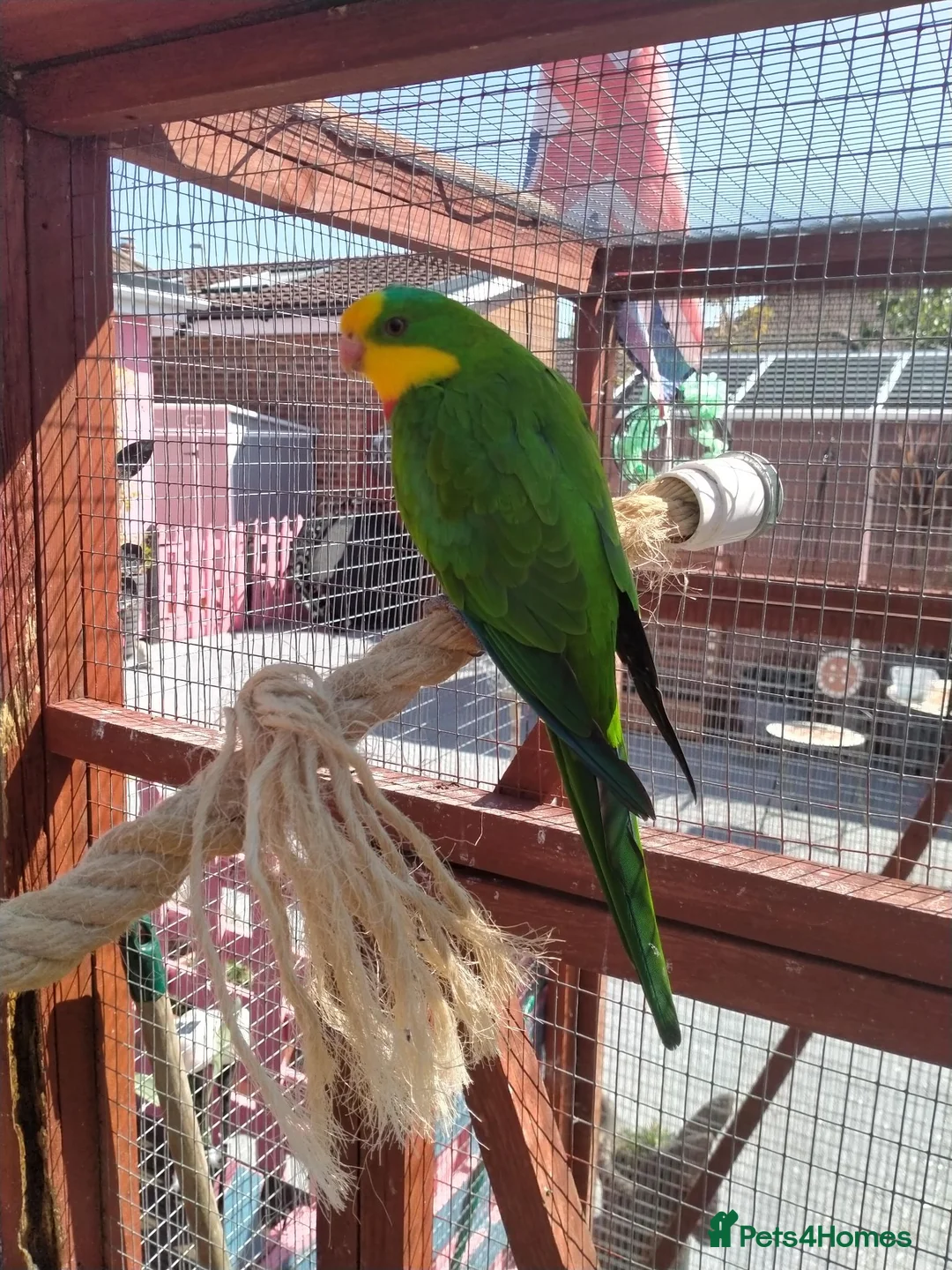 Parakeets birds for sale: TWO MALE BARRABAND / SUPERB PARAKEETS - Advert 7