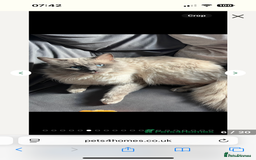 Ragdoll cats for sale: Ragdoll - Pedigree  - Image 20