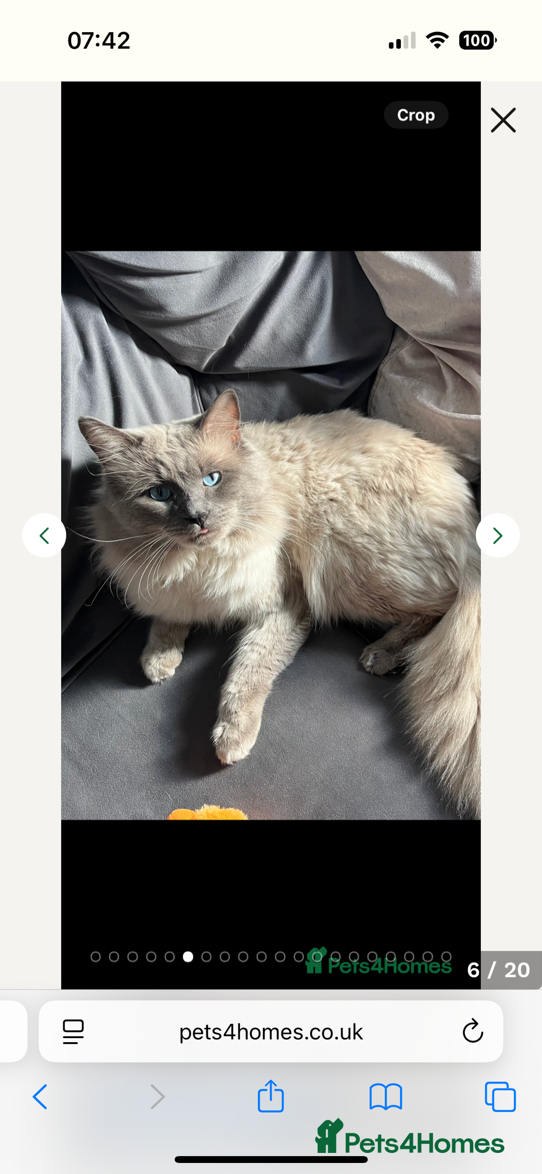 Ragdoll cats for sale: Ragdoll - Pedigree  - Image 20