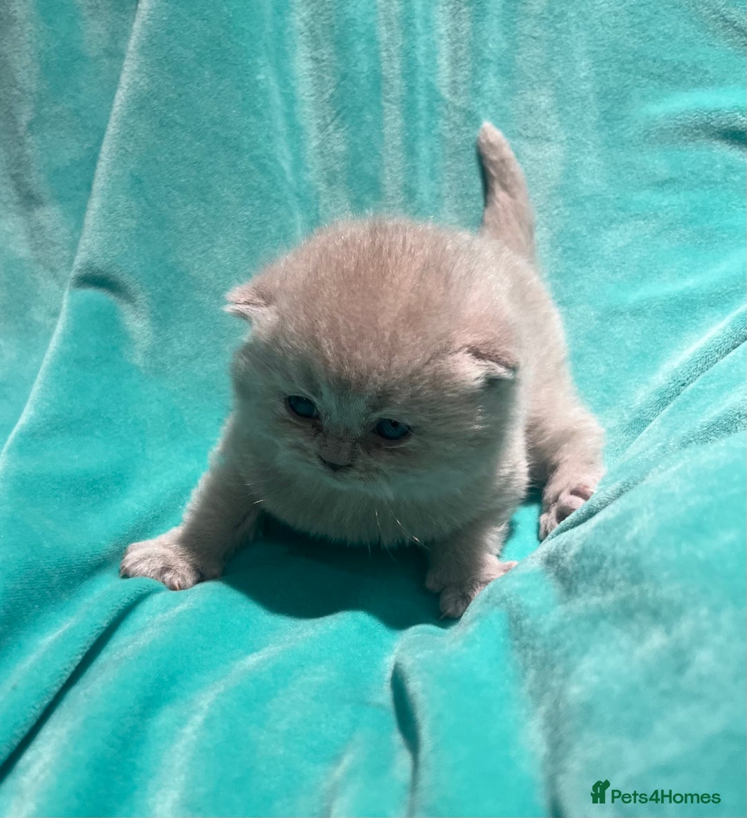 British Shorthair cats for sale: Gorgeous 4 week old health tested BSH - Advert 3