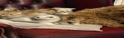 British Shorthair cats for sale: Exquisite litter of rare silver and golden bsh. - Advert 4