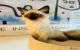 Ragdoll cats for sale: Beautiful seal point kittens  - Image 3