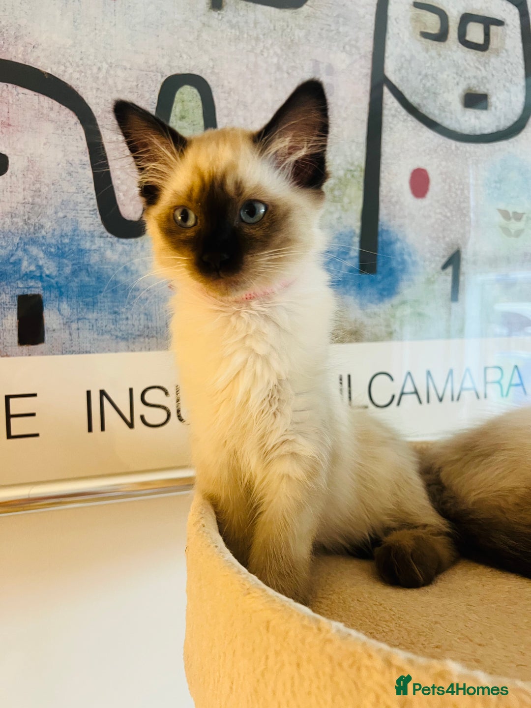 Ragdoll cats for sale: Beautiful seal point kittens  - Image 3