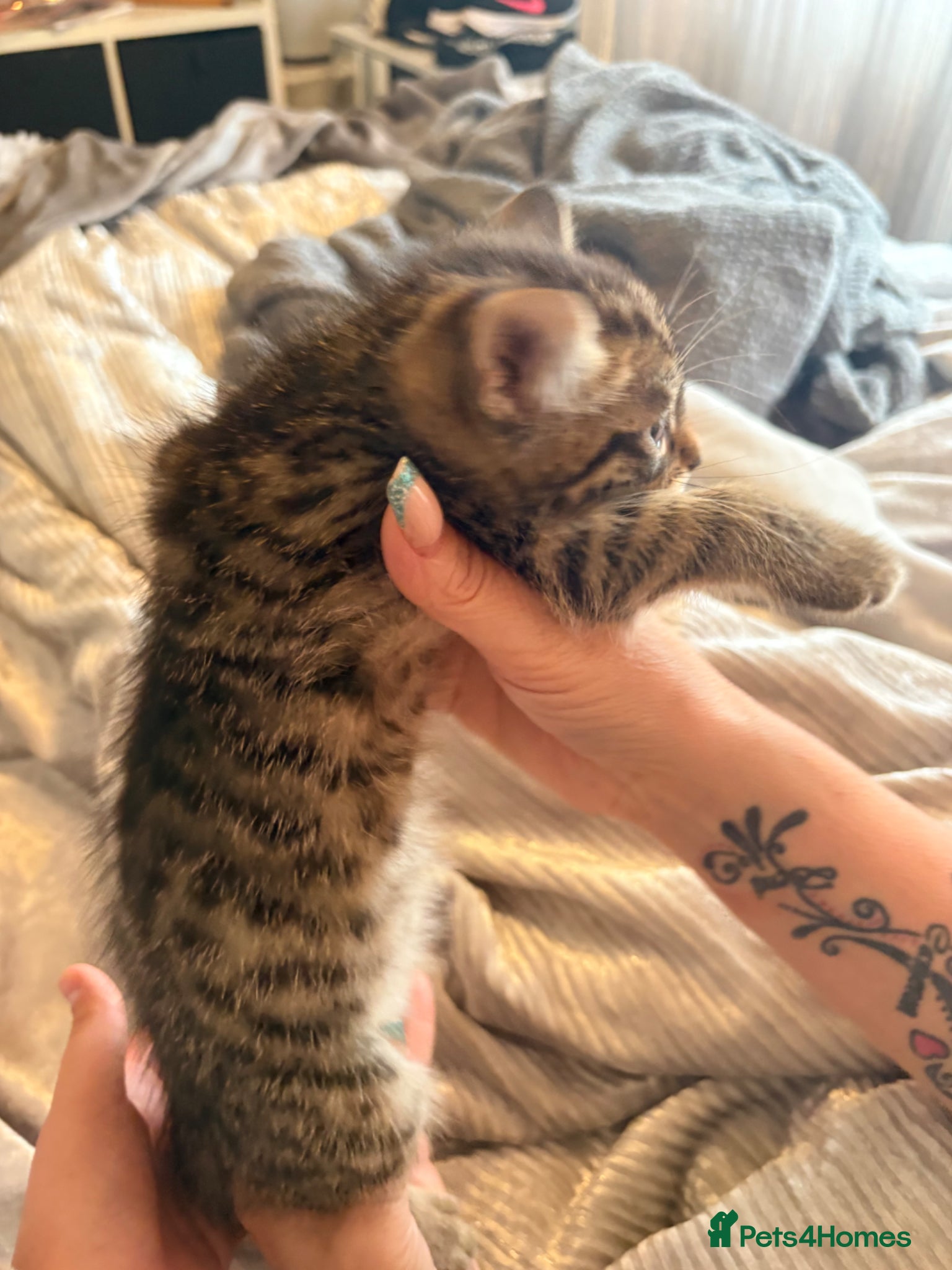 Mixed Breed cats for sale: Half maincoon - Advert 8