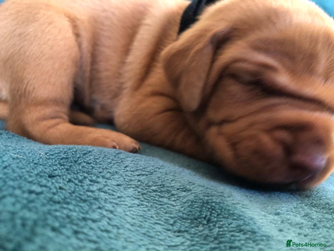 Hungarian Vizsla dogs for sale: Playfull and cheeky hungarian vizsla puppies  - Advert 13