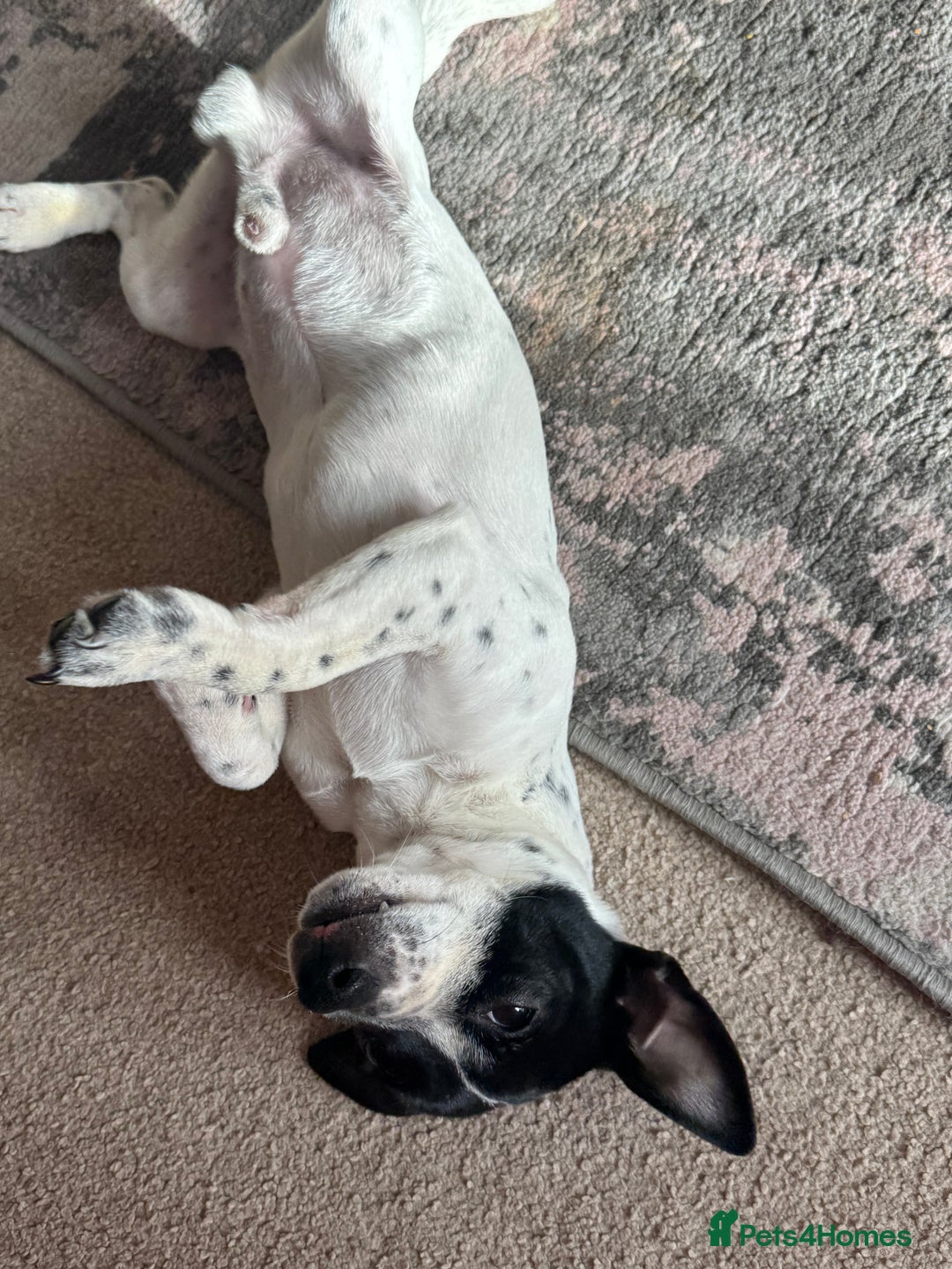 Jack Russell dogs for sale: Jack Russel  - Advert 2