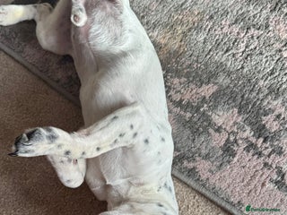 Jack Russell dogs Jack Russel - Advert 2