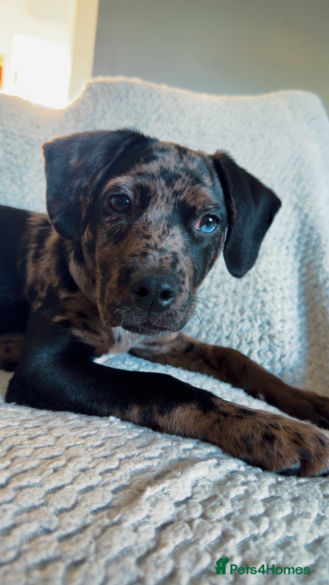 Mixed Breed dogs Gorgeous girl needing forever home  - Advert 11