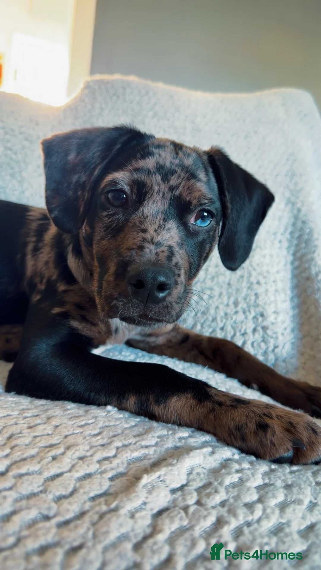 Mixed Breed dogs for sale: Gorgeous girl needing forever home  - Advert 1