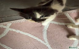 British Longhair cats for sale: Fluffy beautiful kitties  - Image 6