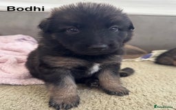 Mixed Breed dogs for sale: Beautiful Inca & handsome Nanuq PUPDATE x4 - Image 23