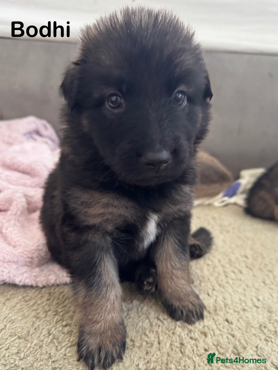 Mixed Breed dogs for sale: Beautiful Inca & handsome Nanuq PUPDATE x4 - Image 23
