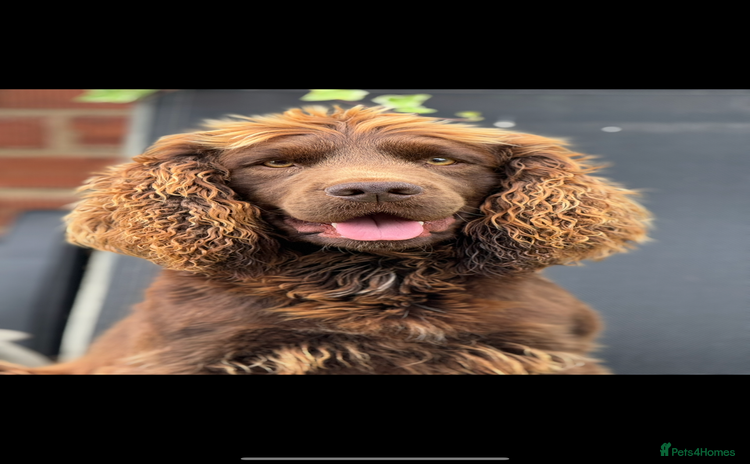 Cocker Spaniel dogs - Advert 3
