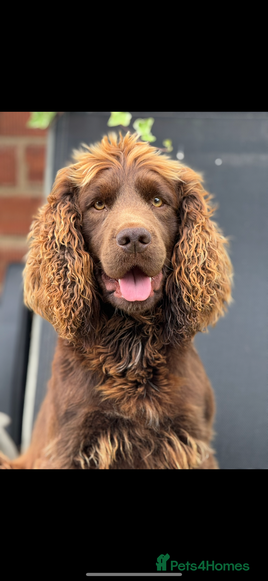 Cocker Spaniel dogs for stud: Kc reg Stunning Cocker spaniel  - Image 2