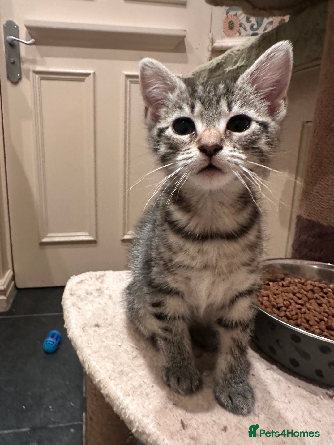 Mixed Breed cats for sale: British short haired Cross - Advert 12