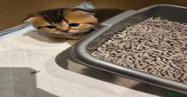 Scottish Fold cats - Advert 9