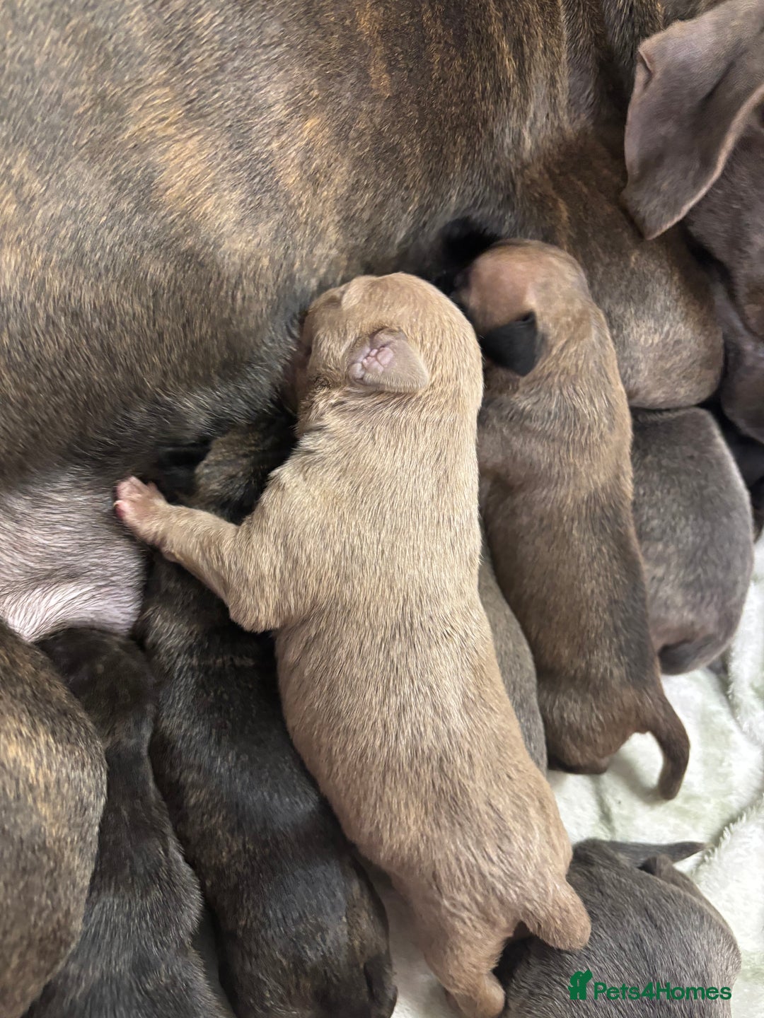 Staffordshire Bull Terrier dogs for sale: Staffy pups  - Advert 16