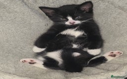 Mixed Breed cats for sale: Tiny Tuxedo Explorer Bella - Ready to leave - Image 2