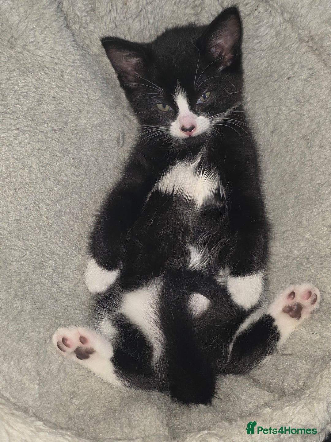 Mixed Breed cats for sale: Tiny Tuxedo Explorer Bella - Ready to leave - Image 2