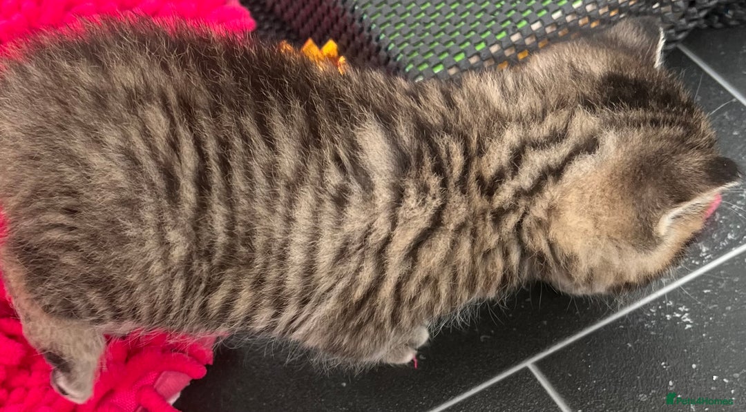 Mixed Breed cats for sale: CLEMENTINE’S CUTIES - (MUM with BENGAL)   - Advert 14