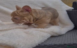 French Bulldog dogs for sale: Last Girl Left - Reduced in Slough - Image 4