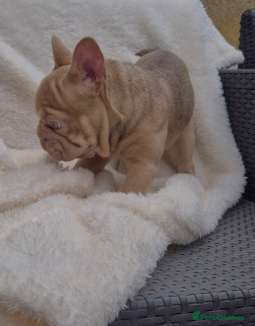 French Bulldog dogs for sale: Last Girl Left - Reduced in Slough - Image 4