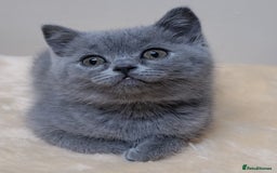Scottish Fold cats for sale: Scottish fold / straight kittens for sale  - Image 10