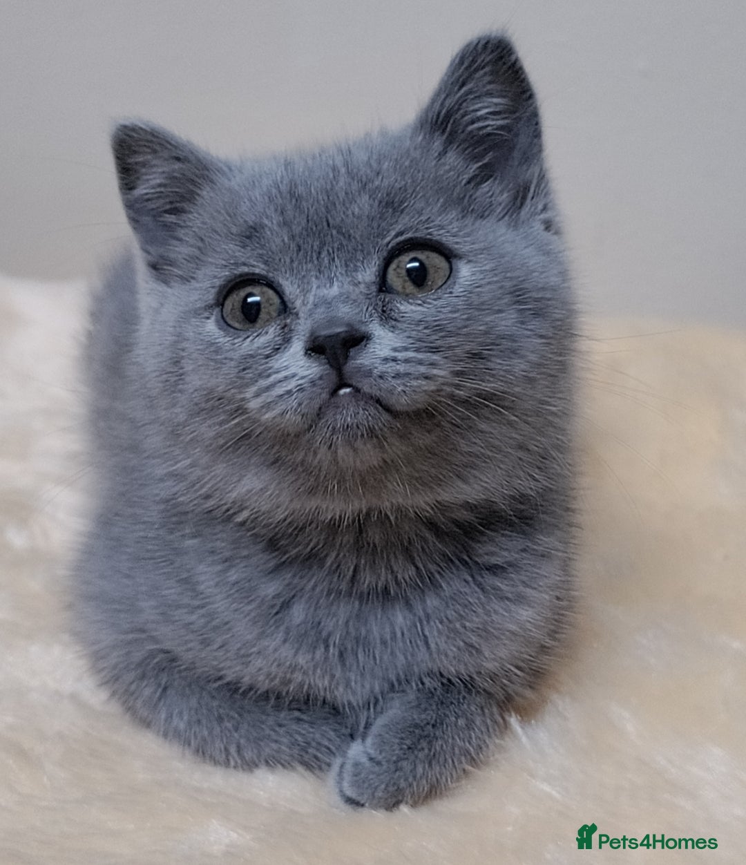 Scottish Fold cats for sale: Scottish fold / straight kittens for sale  - Image 10