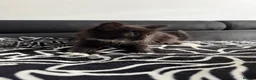 Mixed Breed cats for sale: Gorgeous Black & White Kittens - Two boys left - Advert 6