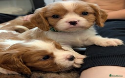 Cavalier King Charles Spaniel dogs for sale: KC Health Tested Cavalier King Charles Spaniels - Image 17