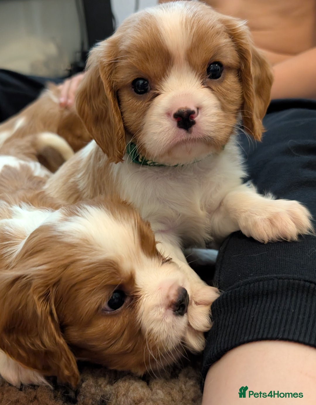 Cavalier King Charles Spaniel dogs for sale: KC Health Tested Cavalier King Charles Spaniels - Image 17