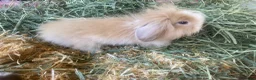 Cashmere Lop rabbits for sale: Cashmere Holland lop bunnies - Advert 7